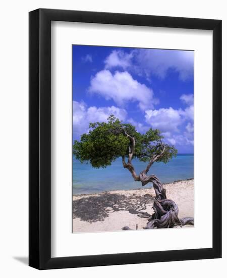 Lone Divi Tree, Aruba, Caribbean-Bill Bachmann-Framed Photographic Print