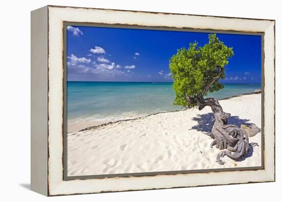 Lone Divi Tree on a Beach, Aruba-George Oze-Framed Premier Image Canvas