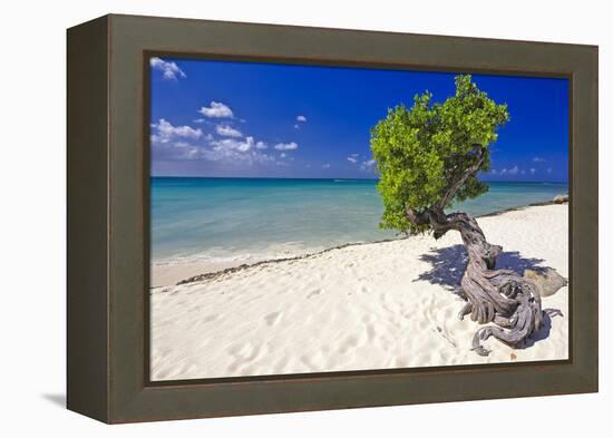 Lone Divi Tree on a Beach, Aruba-George Oze-Framed Premier Image Canvas