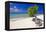 Lone Divi Tree on a Beach, Aruba-George Oze-Framed Premier Image Canvas