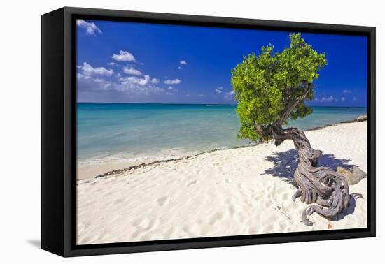 Lone Divi Tree on a Beach, Aruba-George Oze-Framed Premier Image Canvas