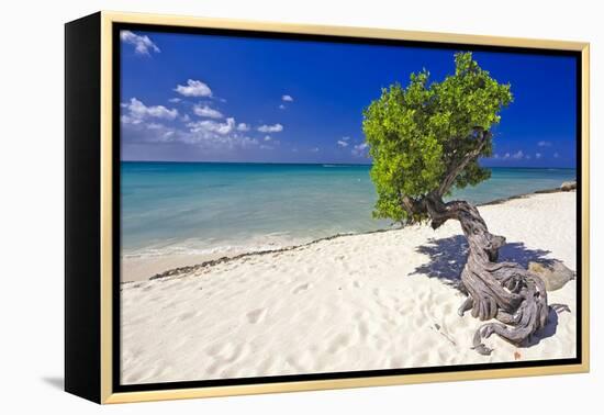 Lone Divi Tree on a Beach, Aruba-George Oze-Framed Premier Image Canvas