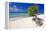 Lone Divi Tree on a Beach, Aruba-George Oze-Framed Premier Image Canvas