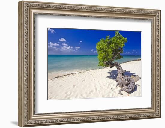 Lone Divi Tree on a Beach, Aruba-George Oze-Framed Photographic Print