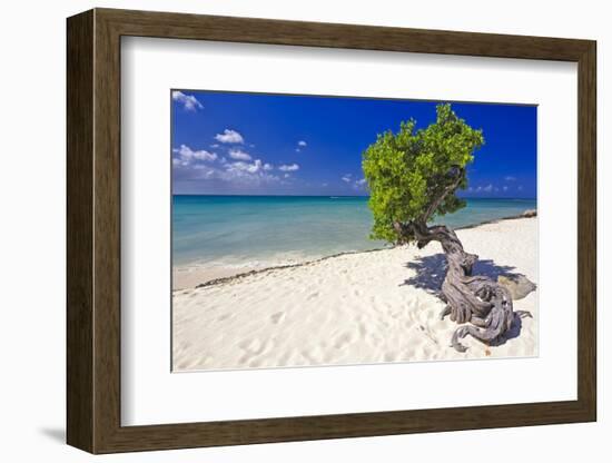 Lone Divi Tree on a Beach, Aruba-George Oze-Framed Photographic Print