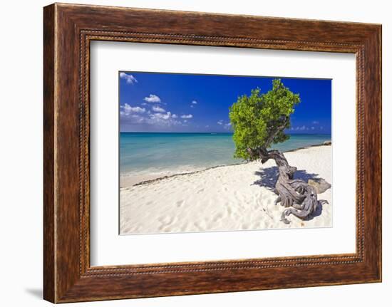 Lone Divi Tree on a Beach, Aruba-George Oze-Framed Photographic Print