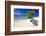 Lone Divi Tree on a Beach, Aruba-George Oze-Framed Photographic Print