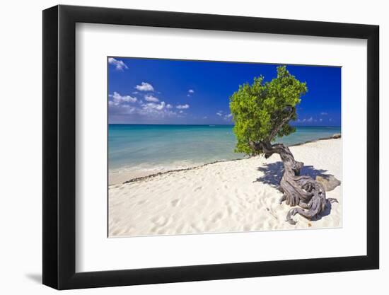 Lone Divi Tree on a Beach, Aruba-George Oze-Framed Photographic Print