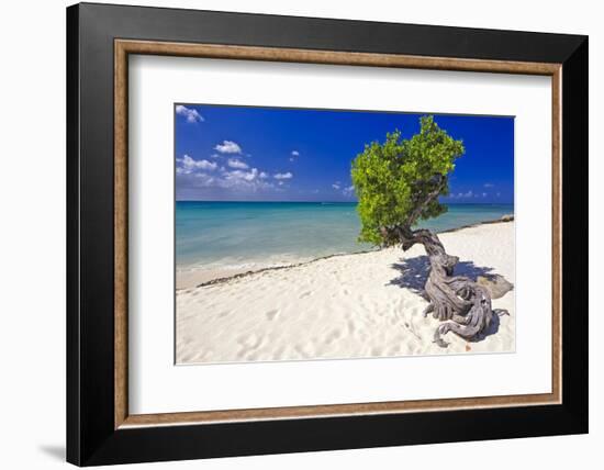 Lone Divi Tree on a Beach, Aruba-George Oze-Framed Photographic Print