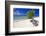 Lone Divi Tree on a Beach, Aruba-George Oze-Framed Photographic Print