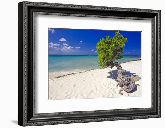 Lone Divi Tree on a Beach, Aruba-George Oze-Framed Photographic Print