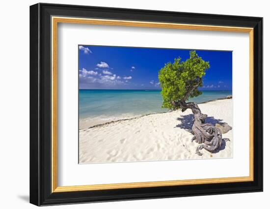 Lone Divi Tree on a Beach, Aruba-George Oze-Framed Photographic Print