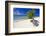 Lone Divi Tree on a Beach, Aruba-George Oze-Framed Photographic Print