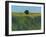 Lone Hedgerow Tree-Paul Bailey-Framed Art Print