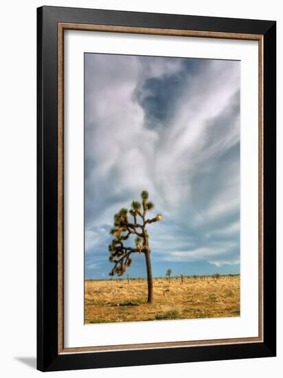 Lone Joshua Tree Landscape-Vincent James-Framed Photographic Print