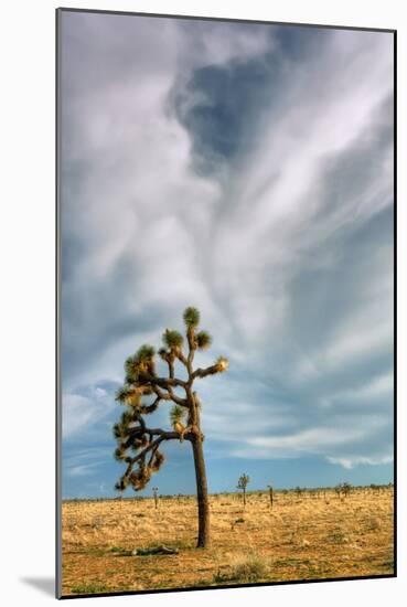 Lone Joshua Tree Landscape-Vincent James-Mounted Photographic Print