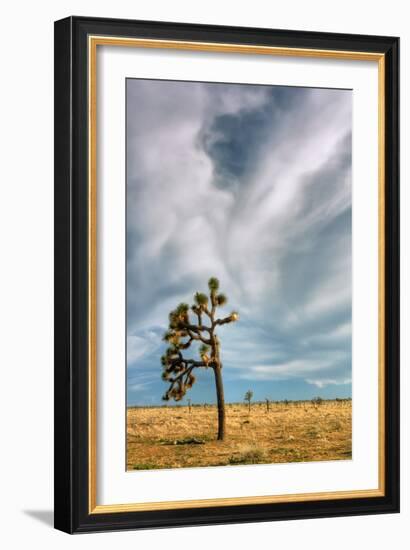 Lone Joshua Tree Landscape-Vincent James-Framed Photographic Print