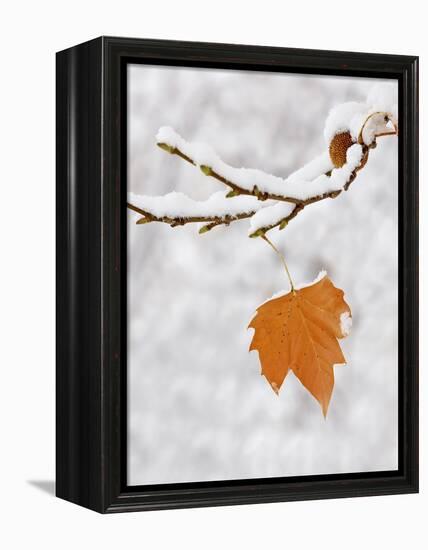 Lone Leaf Clings to a Snow-Covered Sycamore Tree Branch-Dennis Flaherty-Framed Premier Image Canvas
