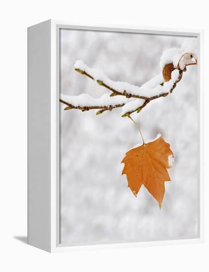 Lone Leaf Clings to a Snow-Covered Sycamore Tree Branch-Dennis Flaherty-Framed Premier Image Canvas