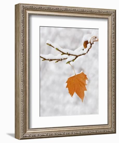 Lone Leaf Clings to a Snow-Covered Sycamore Tree Branch-Dennis Flaherty-Framed Photographic Print