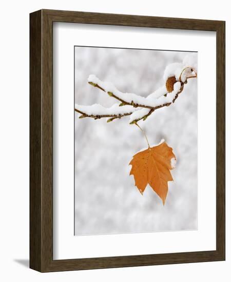 Lone Leaf Clings to a Snow-Covered Sycamore Tree Branch-Dennis Flaherty-Framed Photographic Print