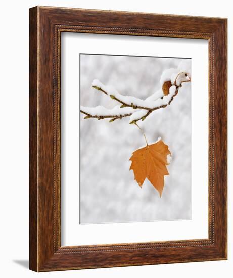 Lone Leaf Clings to a Snow-Covered Sycamore Tree Branch-Dennis Flaherty-Framed Photographic Print