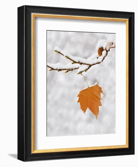 Lone Leaf Clings to a Snow-Covered Sycamore Tree Branch-Dennis Flaherty-Framed Photographic Print