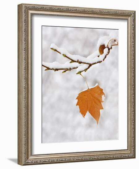 Lone Leaf Clings to a Snow-Covered Sycamore Tree Branch-Dennis Flaherty-Framed Photographic Print