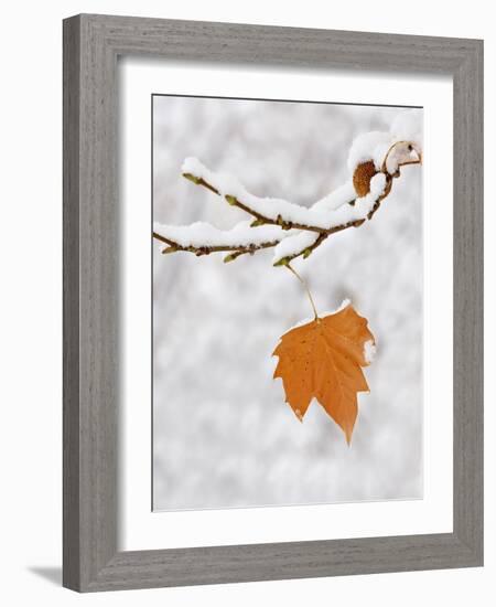 Lone Leaf Clings to a Snow-Covered Sycamore Tree Branch-Dennis Flaherty-Framed Photographic Print