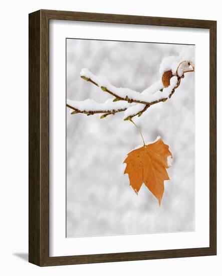 Lone Leaf Clings to a Snow-Covered Sycamore Tree Branch-Dennis Flaherty-Framed Photographic Print