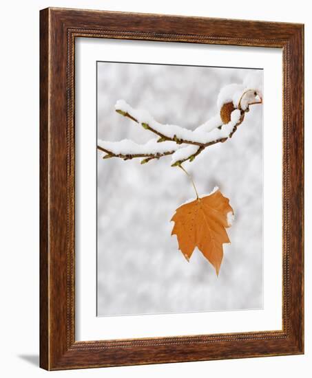 Lone Leaf Clings to a Snow-Covered Sycamore Tree Branch-Dennis Flaherty-Framed Photographic Print