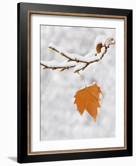 Lone Leaf Clings to a Snow-Covered Sycamore Tree Branch-Dennis Flaherty-Framed Photographic Print