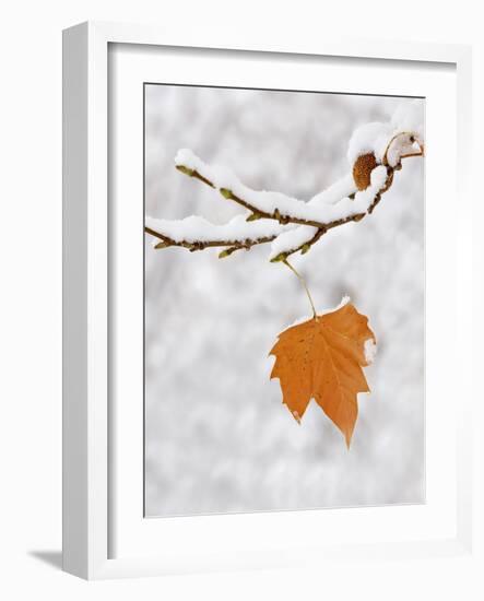 Lone Leaf Clings to a Snow-Covered Sycamore Tree Branch-Dennis Flaherty-Framed Photographic Print