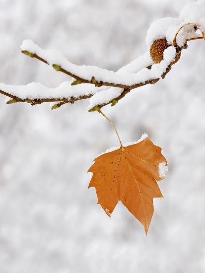 'Lone Leaf Clings to a Snow-Covered Sycamore Tree Branch' Photographic ...
