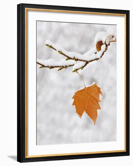 Lone Leaf Clings to a Snow-Covered Sycamore Tree Branch-Dennis Flaherty-Framed Photographic Print