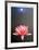 Lone Lily-Michael Knigin-Framed Limited Edition