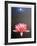 Lone Lily-Michael Knigin-Framed Limited Edition