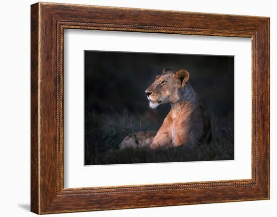 Lone Lioness-Xavier Ortega-Framed Photographic Print