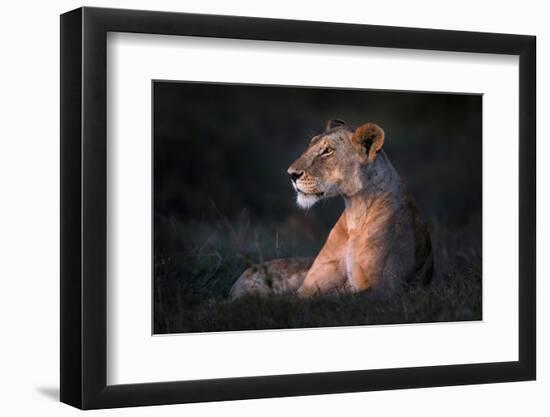 Lone Lioness-Xavier Ortega-Framed Photographic Print