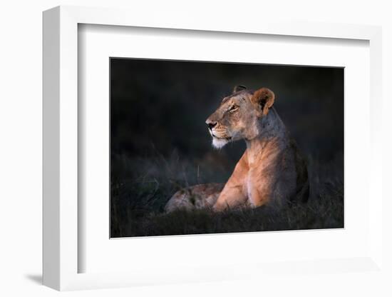 Lone Lioness-Xavier Ortega-Framed Photographic Print