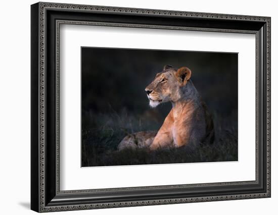 Lone Lioness-Xavier Ortega-Framed Photographic Print