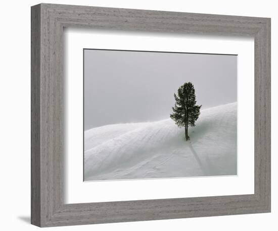 Lone Lodgepole Pine in the Snow-George Lepp-Framed Photographic Print