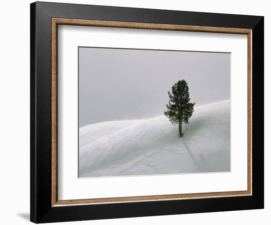 Lone Lodgepole Pine in the Snow-George Lepp-Framed Photographic Print