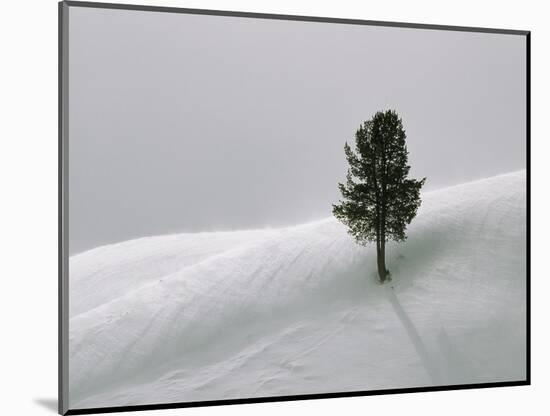 Lone Lodgepole Pine in the Snow-George Lepp-Mounted Photographic Print