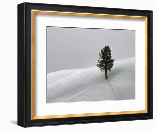 Lone Lodgepole Pine in the Snow-George Lepp-Framed Photographic Print