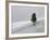 Lone Lodgepole Pine in the Snow-George Lepp-Framed Photographic Print