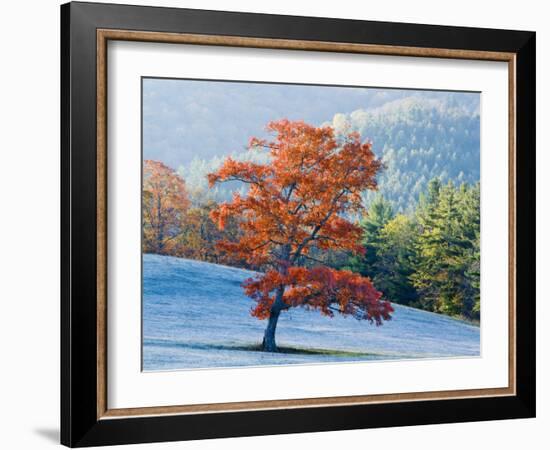 Lone Maple tree, Blowing Rock, North Carolina, USA-Chuck Haney-Framed Photographic Print