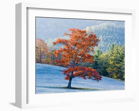 Lone Maple tree, Blowing Rock, North Carolina, USA-Chuck Haney-Framed Photographic Print