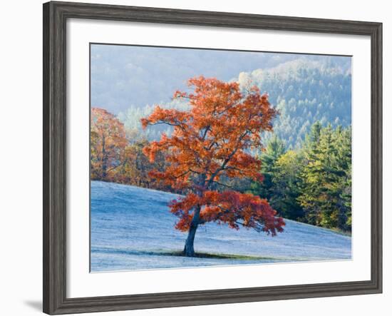 Lone Maple tree, Blowing Rock, North Carolina, USA-Chuck Haney-Framed Photographic Print