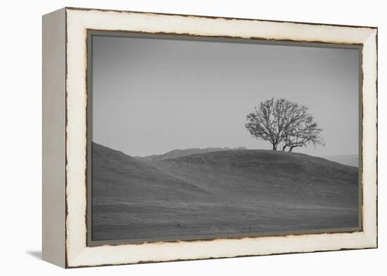 Lone Oak on Hillside, Petaluma California-null-Framed Premier Image Canvas